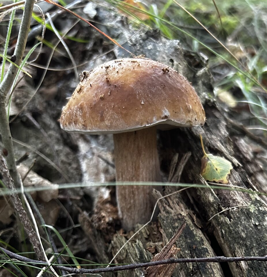 IMG_8295.jpeg - NaturystaXXX