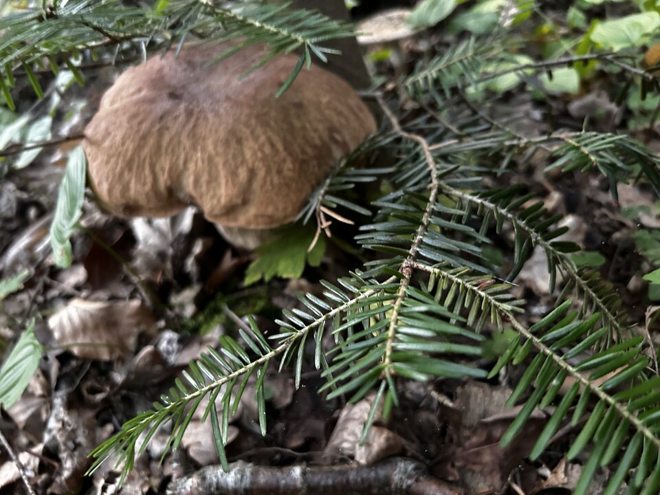 IMG_8292.jpeg - NaturystaXXX