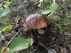 IMG_8294.jpeg