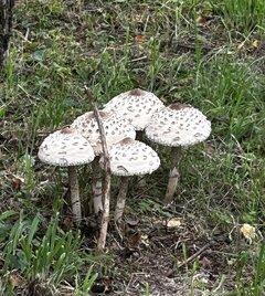 IMG_8308.jpeg