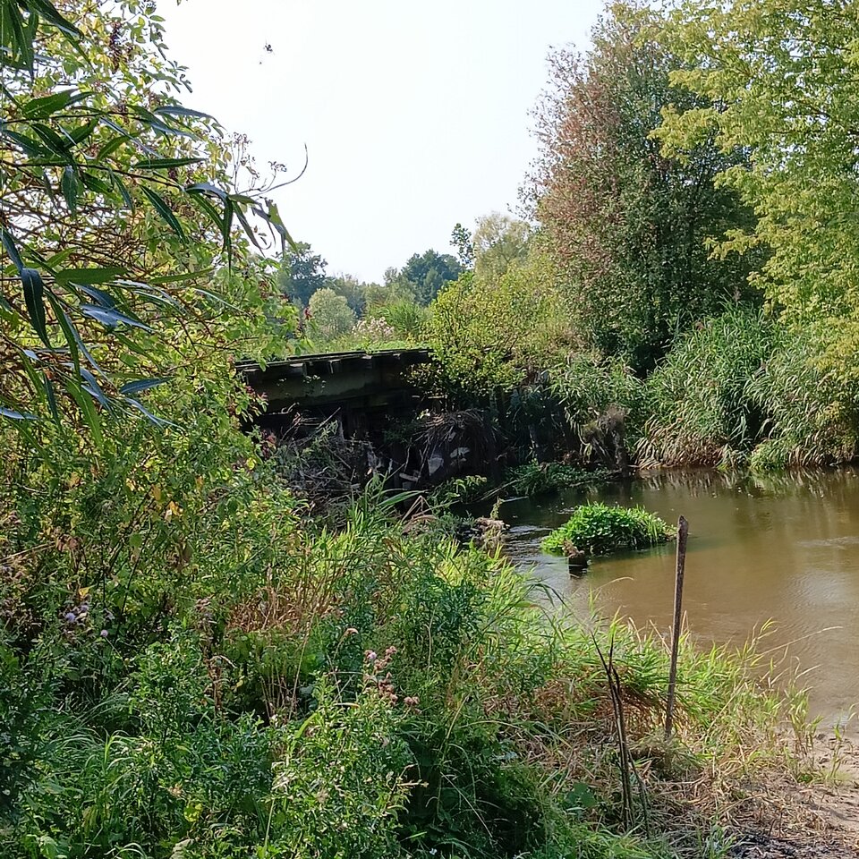 1000004881.jpg - Wszolek