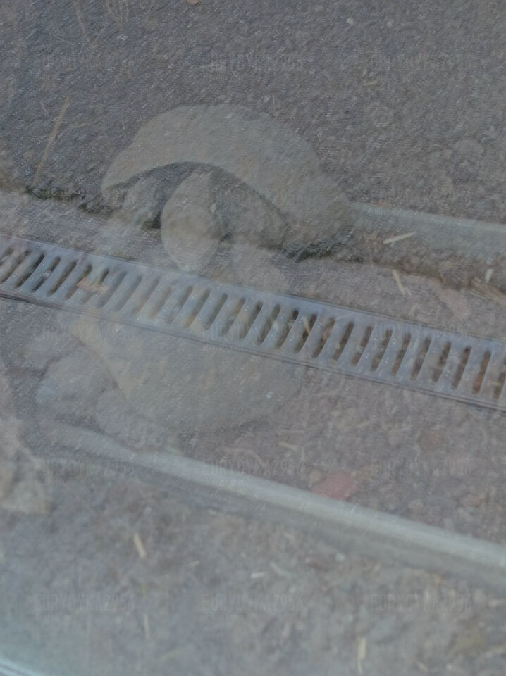 Seksik - Eurydyka2956