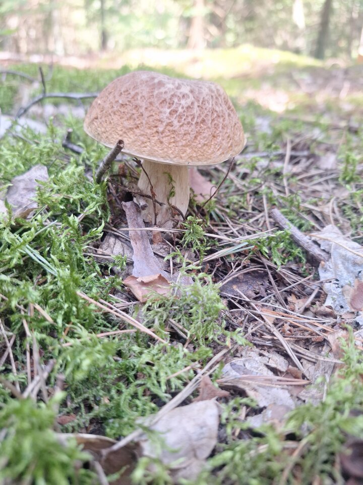 1000033218.jpg - skrad_dleihs