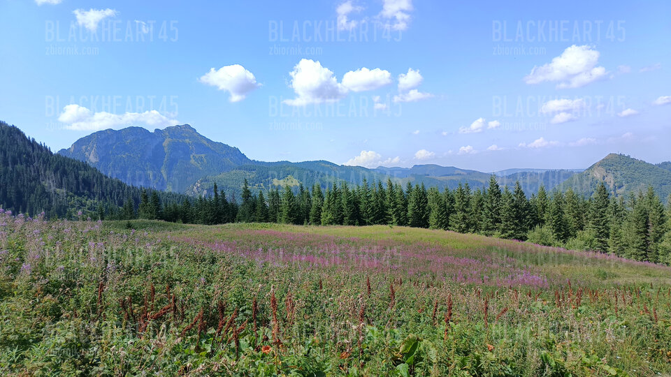 IMG_20250816_115811708.jpg - BlackHeart45