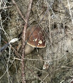 IMG_8416.jpeg