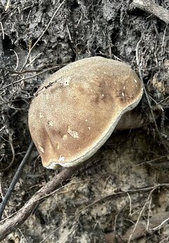 IMG_8415.jpeg