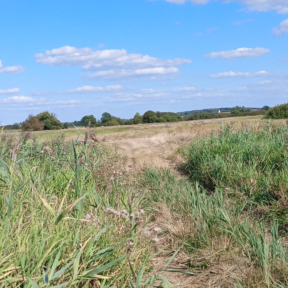 1000004905.jpg - Wszolek