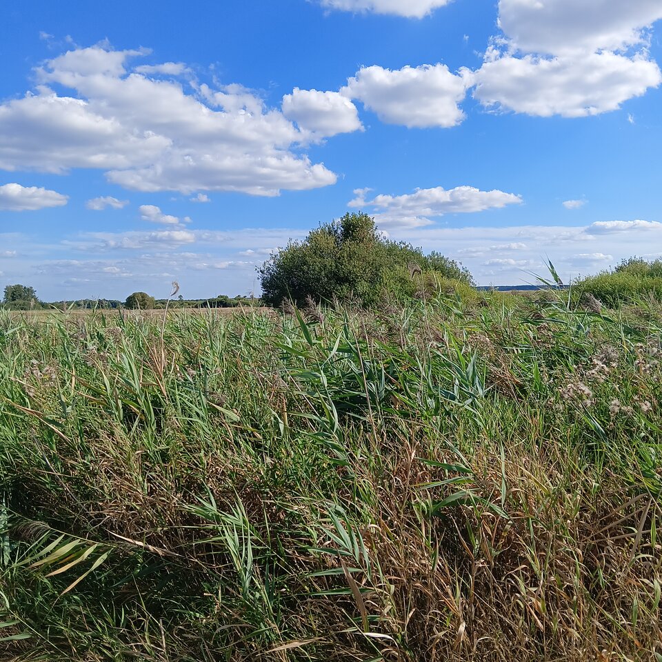 1000004904.jpg - Wszolek