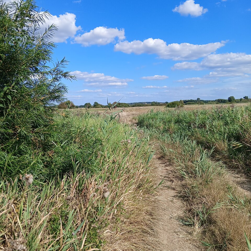 1000004903.jpg - Wszolek