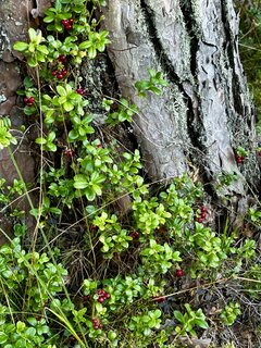 IMG_8433.jpeg