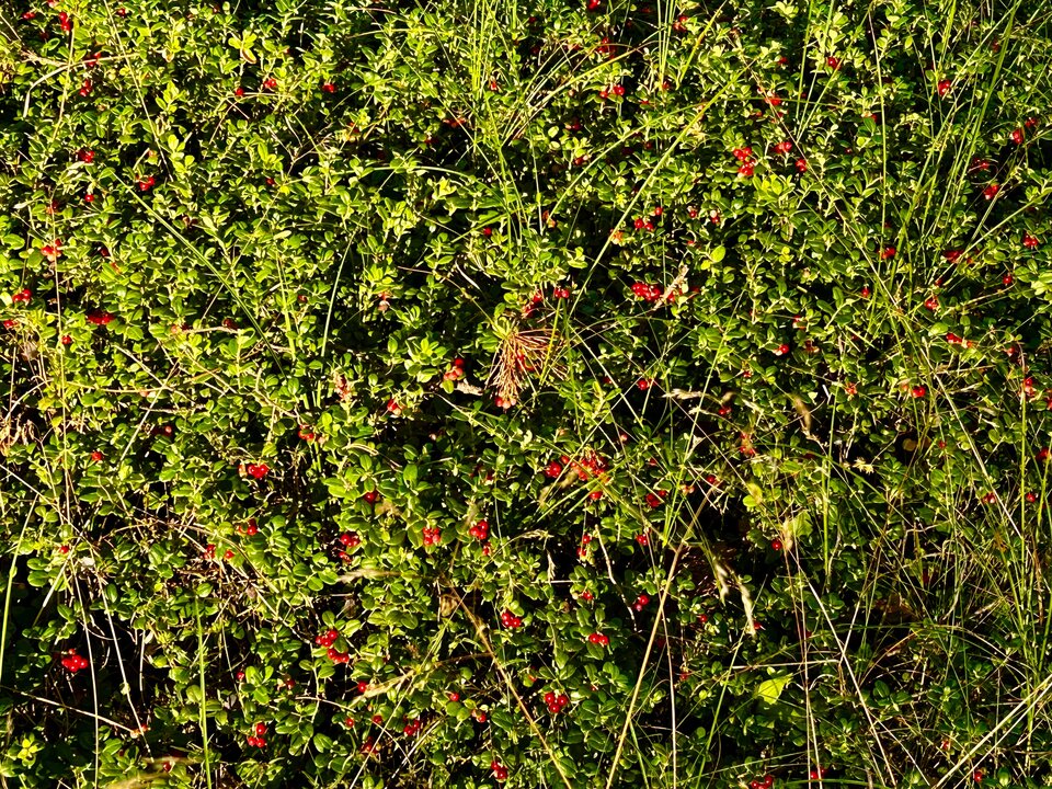 IMG_8432.jpeg - NaturystaXXX