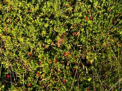 IMG_8432.jpeg