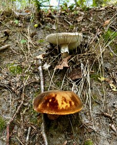 IMG_8478.jpeg