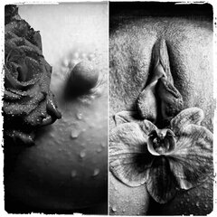 Honey Wife - Dyptyk.jpg