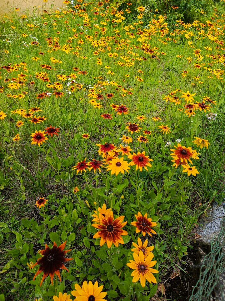 IMG_20250804_110517_750.jpg - Gregory48