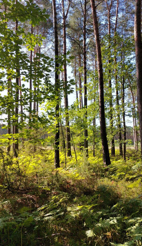 IMG-20250812-WA0006.jpeg - tiktak4545