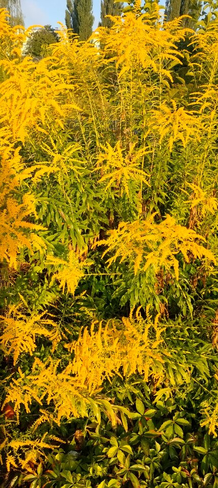 1000011026.jpg - TransKitty