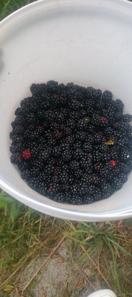 1000011083.jpg - TransKitty