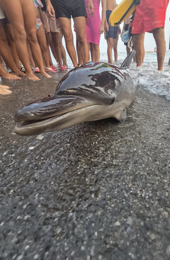Biedny delfin potrącony przez skuter wodny wyłowiłem maleńst