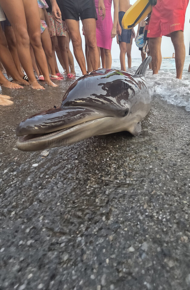 Biedny delfin potrącony przez skuter wodny wyłowiłem maleńst - Adminki