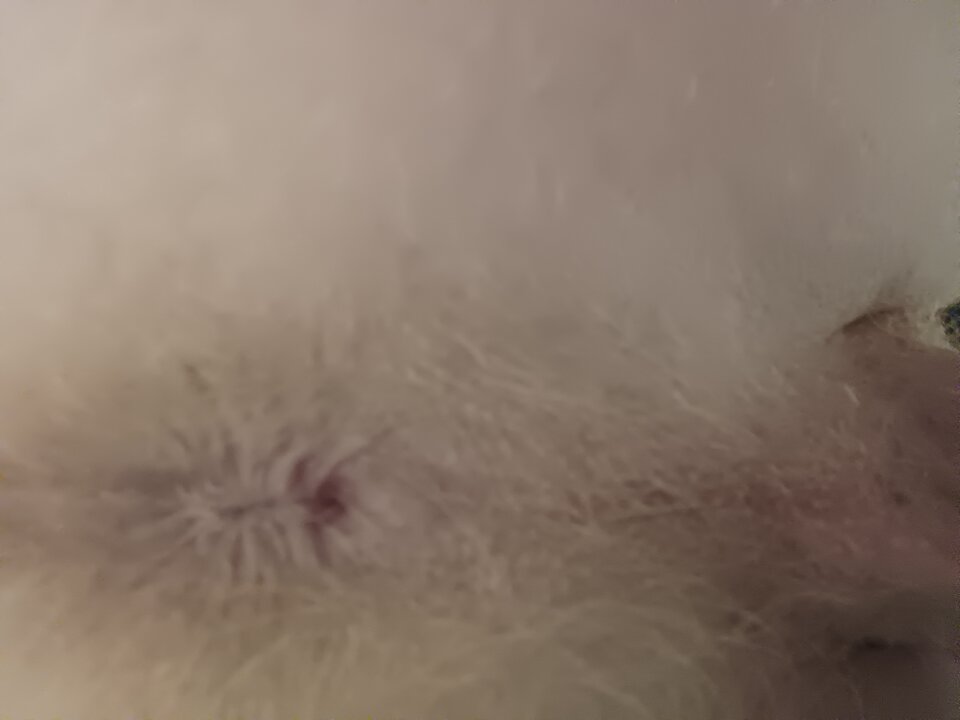 IMG_20250828_212033.jpg - Rajstopypl