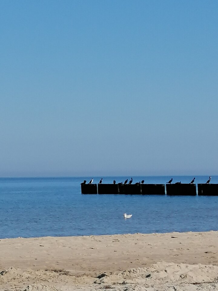 IMG_20250831_101636.jpg - pbetki