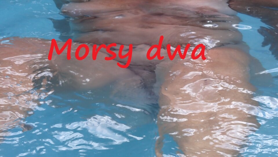 Koniec wakacji. - Morsy_dwa