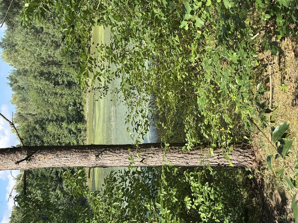 IMG_1832.jpeg - ananus