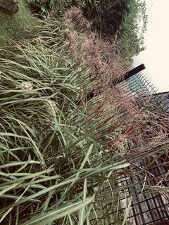 IMG_7182.jpeg