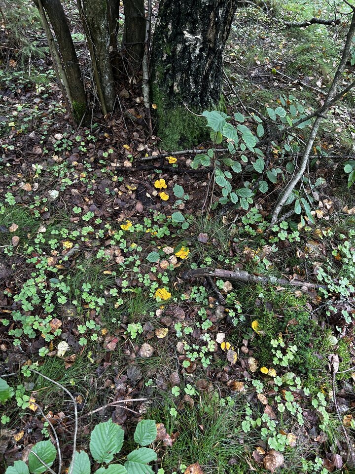 IMG_8790.jpeg - NaturystaXXX