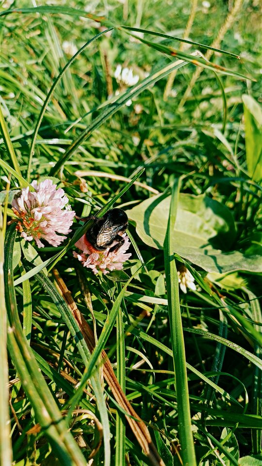 1000091471.jpg - BlissEnigma