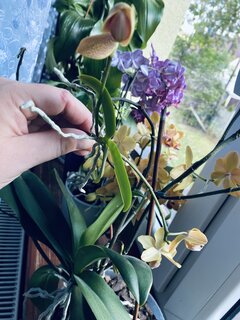 IMG_7250.jpeg