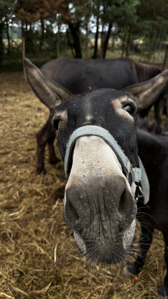 Osieł.jpeg - Sexoludy