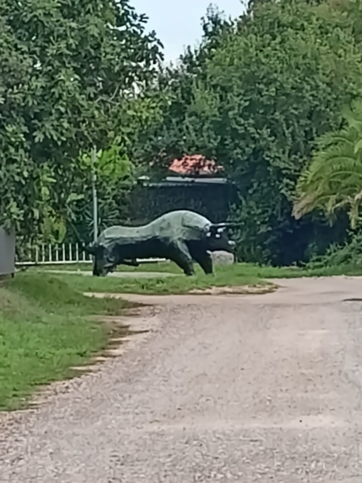 IMG20250908161006.jpg - Calusnapara