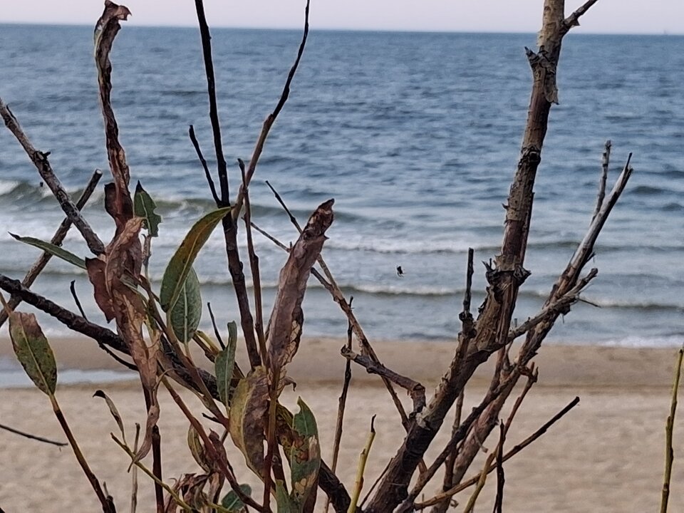 20250909_182657.jpg - Misiek_Gd