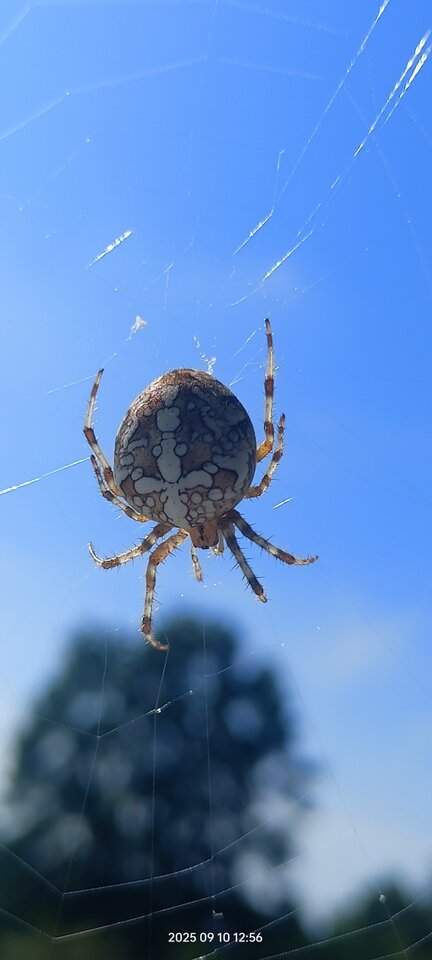 1000010185.jpg - ciekawski_1