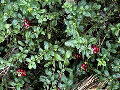 IMG_8919.jpeg