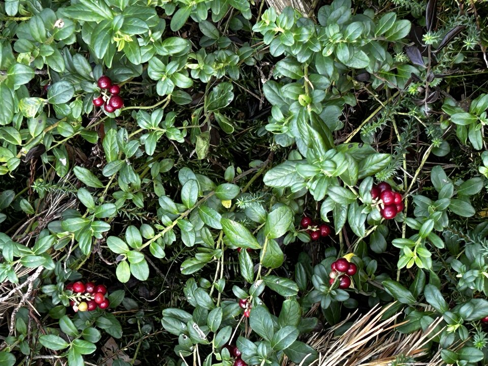 IMG_8919.jpeg - NaturystaXXX
