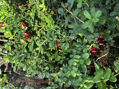 IMG_8921.jpeg