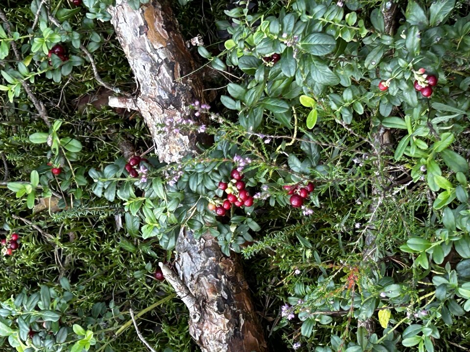 IMG_8920.jpeg - NaturystaXXX