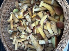 IMG_8983.jpeg