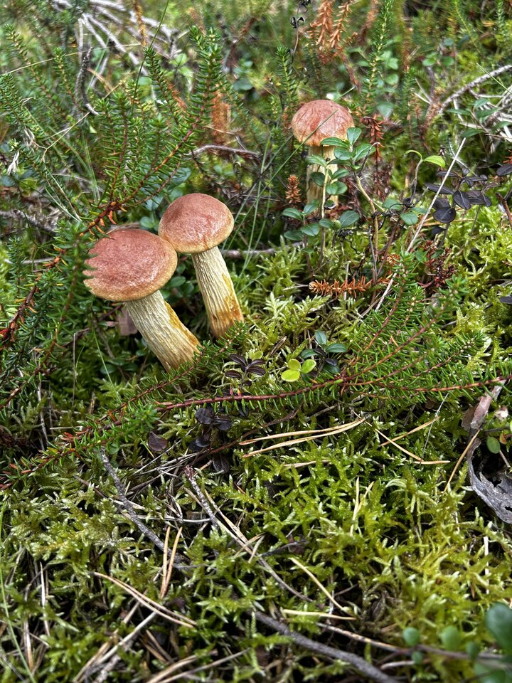 IMG_8988.jpeg - NaturystaXXX