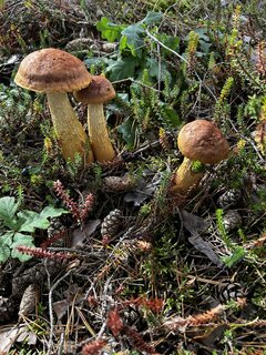 IMG_8985.jpeg