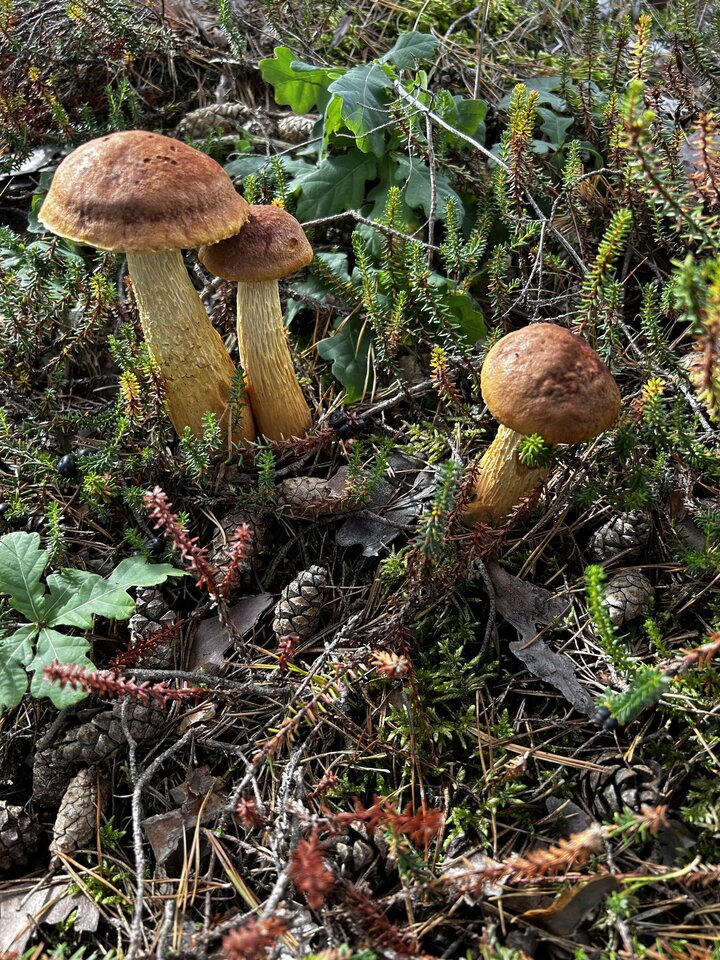 IMG_8985.jpeg - NaturystaXXX