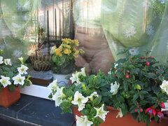 Może tak w kwiatach