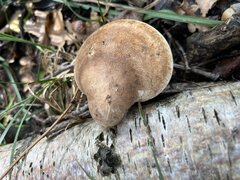 IMG_6914.jpeg
