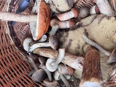 IMG_6917.jpeg