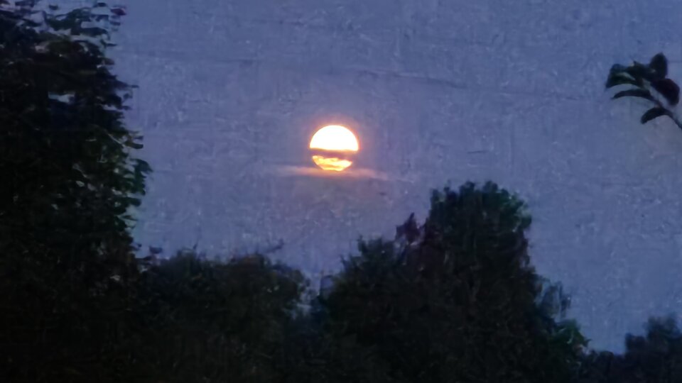 nocka na Podlasiu.jpg - jaluk