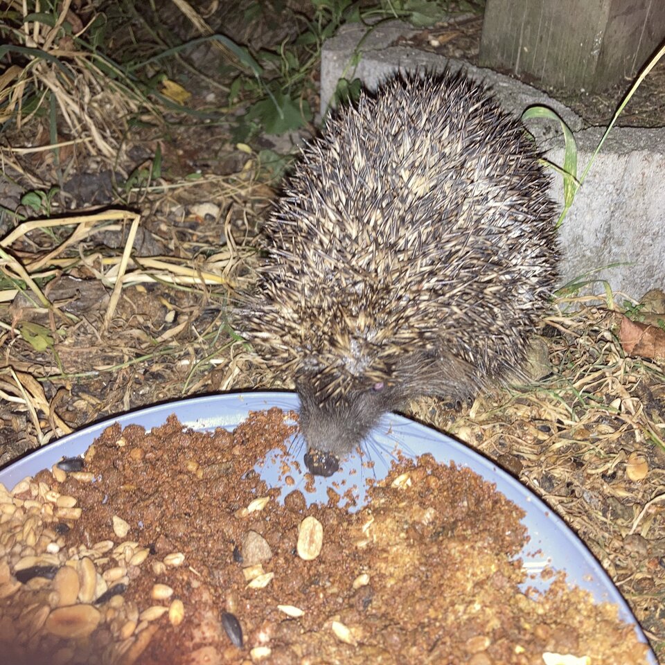 IMG_5031.jpeg - Damapik78