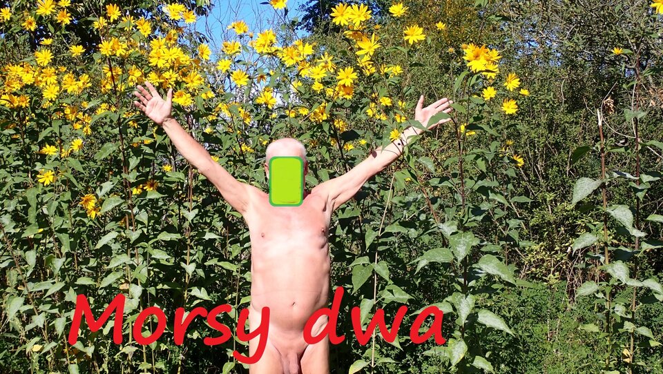 Przerwa w podróży na zdjęcia. - Morsy_dwa